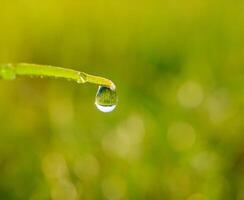 fermer de gouttes de pluie sur feuilles photo