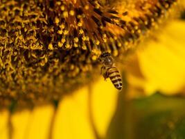 abeille recueille nectar de une tournesol photo