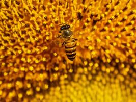 abeille recueille nectar de une tournesol photo