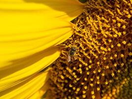 abeille recueille nectar de une tournesol photo