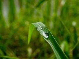 fermer de gouttes de pluie sur feuilles photo