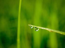 fermer de gouttes de pluie sur feuilles photo