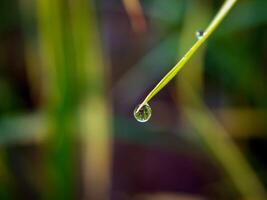 fermer de gouttes de pluie sur feuilles photo