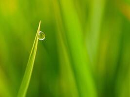 fermer de gouttes de pluie sur feuilles photo