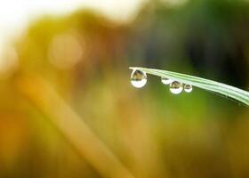 fermer de gouttes de pluie sur feuilles photo