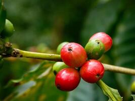 café haricots, Frais café haricots, feuilles. photo