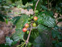 café haricots, Frais café haricots, feuilles. photo