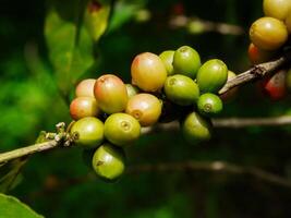 café haricots, Frais café haricots, feuilles. photo