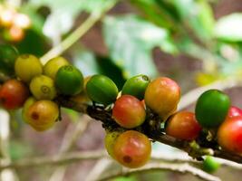 café haricots, Frais café haricots, feuilles. photo