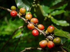 café haricots, Frais café haricots, feuilles. photo