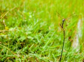 libellule dans une herbe. photo