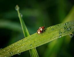 coccinelle séance sur une vert feuille. photo