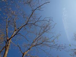 des arbres, brindilles et ciel, forêt photo