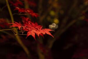 un illuminé rouge feuilles à le traditionnel jardin à nuit dans l'automne proche en haut photo