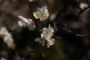 prune fleur derrière le bleu ciel ensoleillé journée proche en haut photo