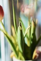 fané tulipes sur le rebord de fenêtre, le beauté de flétrissement, le métaphore de vieillissement, le beauté de vieux âge, artistique double exposition photo