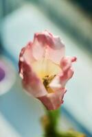 fané tulipes sur le rebord de fenêtre, le beauté de flétrissement, le métaphore de vieillissement, le beauté de vieux âge photo