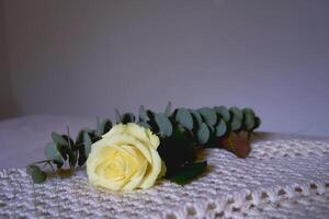 une minimaliste Rose de le avalanche variété sur le table photo