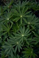 texture de vert feuilles de lupins, plante Contexte photo