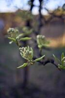 le bourgeons et le premier feuilles de une poire arbre dans le jardin photo