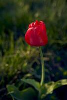 seul rouge tulipe dans le herbe à le coucher du soleil avec translucide pétales illuminé par le du soleil des rayons photo