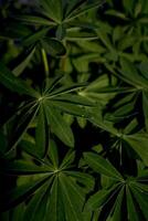 texture de vert feuilles de lupins, plante Contexte photo