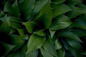 hosta plantaginé texture, plante Contexte photo