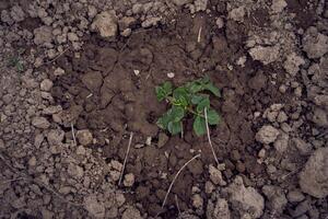 le processus de plantation patates en utilisant charrues dans Lignes photo