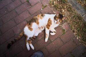 une doux calicot chat sur le plage de Istanbul photo