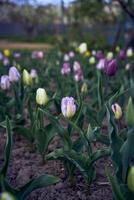 tulipes après le pluie dans le printemps jardin photo
