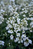 petit blanc fleurs se glisser sur le sol, plante Contexte photo