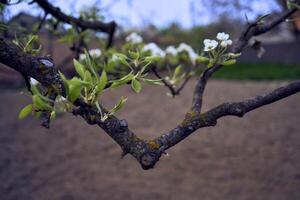 poire branche avec fleur photo