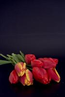rouge et Jaune tulipes sur une noir Contexte photo