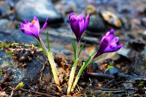 violet crocus croissance dans un vieux forêt dans sec feuilles. crocus. restauration de atterrir. photo