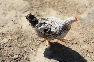 un poulet dans le photo. gratuit intervalle poulets picorer dans le herbe, à la recherche pour nourriture sur une ensoleillé journée. Accueil cultiver. national poulets. été journée sur le cultiver. portrait de une poulet. photo