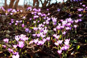 violet crocus croissance dans un vieux forêt dans sec feuilles. crocus. restauration de atterrir. photo