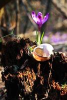 violet crocus croissance dans un vieux Journal cabine et une escargot coquille. crocus. restauration de terre photo