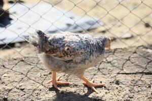 un poulet dans le photo. gratuit intervalle poulets picorer dans le herbe, à la recherche pour nourriture sur une ensoleillé journée. Accueil cultiver. national poulets. été journée sur le cultiver. portrait de une poulet. photo