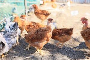 une groupe de Jeune poulets et gris, blanc, rouge coqs sont en marchant dans le village cour, picorer à aliments. poulets derrière une clôture picorer à nourriture en plein air sur une été journée. photo