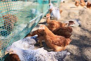 une groupe de Jeune poulets et gris, blanc, rouge coqs sont en marchant dans le village cour, picorer à aliments. poulets derrière une clôture picorer à nourriture en plein air sur une été journée. photo