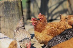 une groupe de poulets et une coq pâturer sur une ferme dans une village sur une ensoleillé journée. poulets sur un biologique Accueil cultiver. printemps ou été journée. poulets de différent couleurs. blanc poulets. rouge poulets. photo