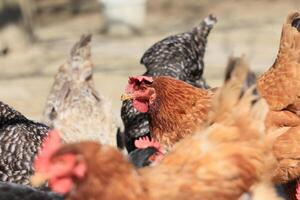 une groupe de poulets et une coq pâturer sur une ferme dans une village sur une ensoleillé journée. poulets sur un biologique Accueil cultiver. printemps ou été journée. poulets de différent couleurs. blanc poulets. rouge poulets. photo