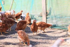 une groupe de Jeune poulets et gris, blanc, rouge coqs sont en marchant dans le village cour, picorer à aliments. poulets derrière une clôture picorer à nourriture en plein air sur une été journée. photo