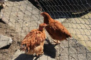 une groupe de Jeune poulets et gris, blanc, rouge coqs sont en marchant dans le village cour, picorer à aliments. poulets derrière une clôture picorer à nourriture en plein air sur une été journée. photo