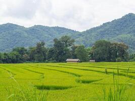 scénique vue paysage de riz champ avec Montagne Contexte dans nord Thaïlande photo