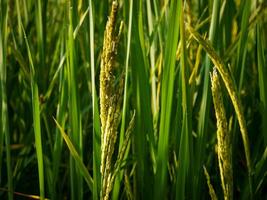 riz champ dans le Matin. photo