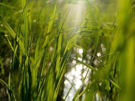 Les agriculteurs sont plantation riz photo