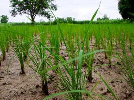 Les agriculteurs sont plantation riz photo