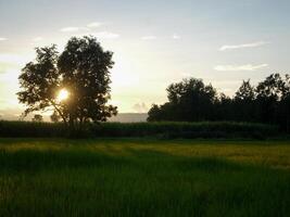 riz champ dans le Matin. photo