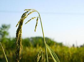 riz champ dans le Matin. photo